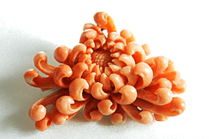 桃珊瑚(ボケ珊瑚)