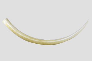 磨き牙